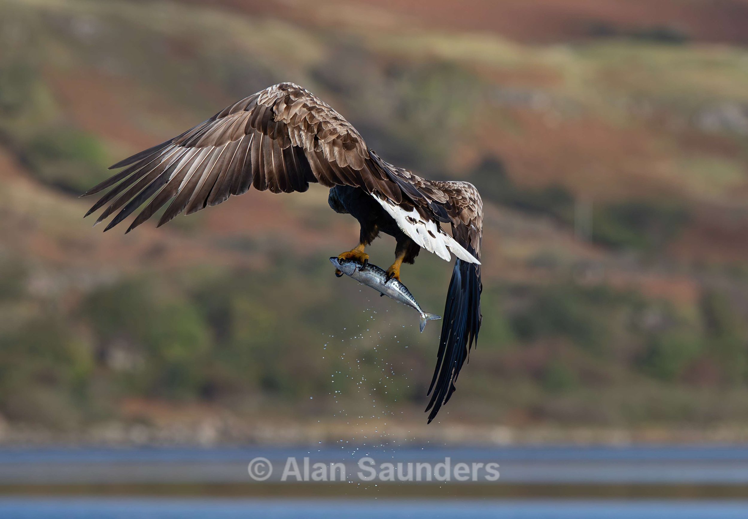 White Tailed Eagle 76