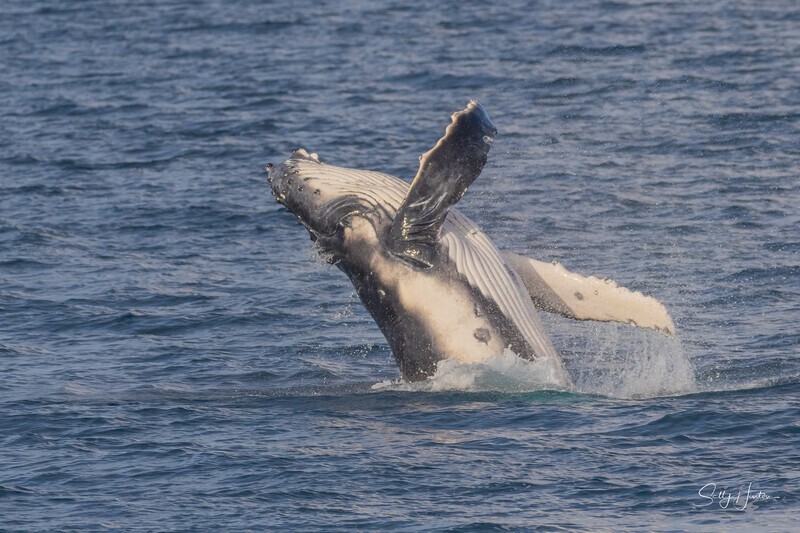 HB Calf Breach 4. 0A3A8108 - 2025 Hervey Bay Whales