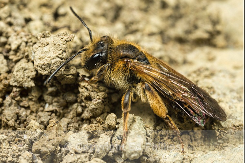 Andrena bucephala (f) - Andrena bucephala