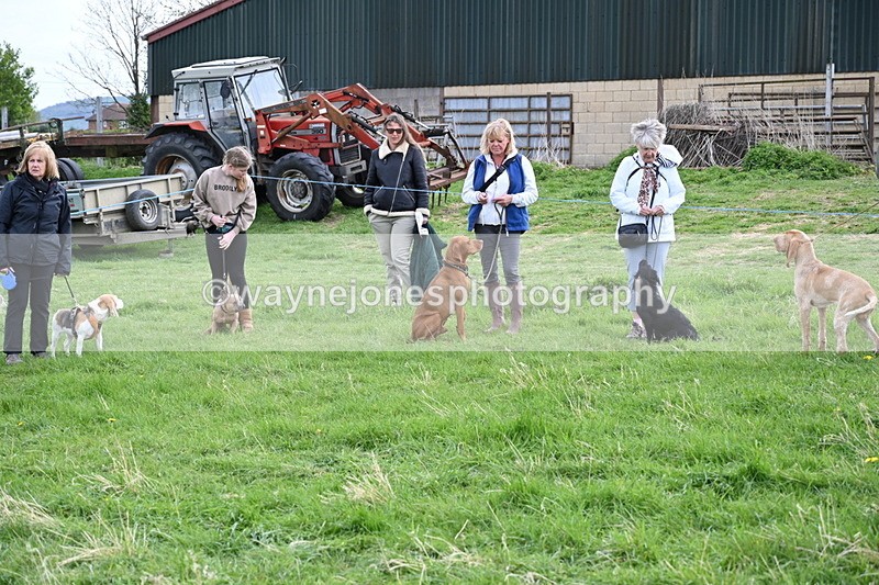 WJ6_8041 - Class 2 Best Pedigree