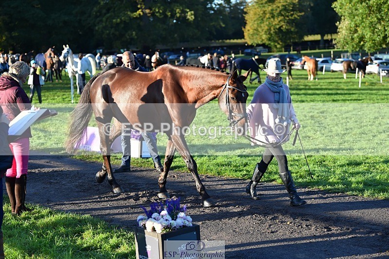 231022-085634-21459 - 649-DONAIL.BEAUANCO-Sheila.Williams-TrotUp+SJ