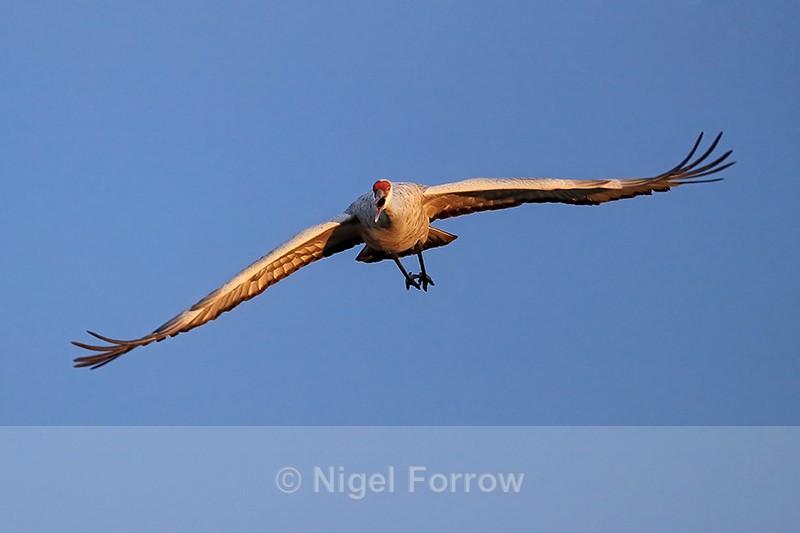 Sandhill Crane flying head-on, Bosque del Apache, New Mexico - Sandhill Crane