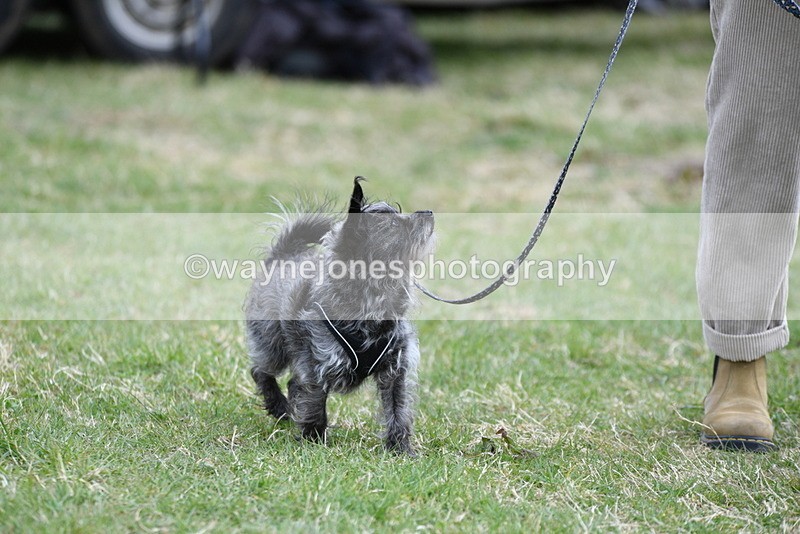 WJ5_9096 - Class 1 Best Cross Breed / Heniz 57