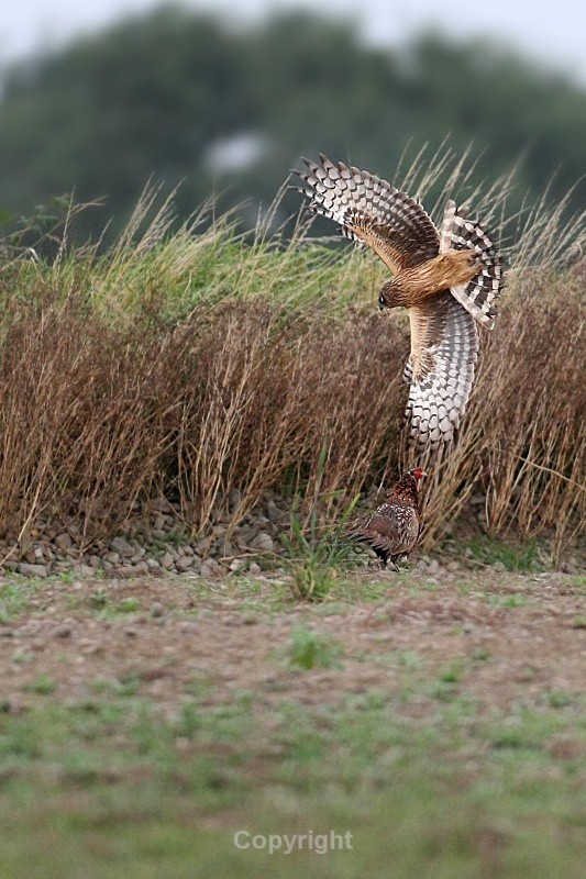 Harrier Attack,county Louth - Birds of Prey