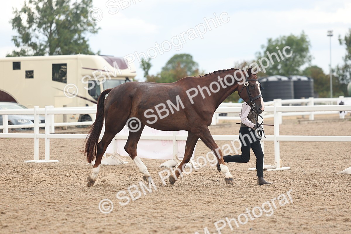 SBM_07854 - Class 27 - IH Competition Horse/Pony