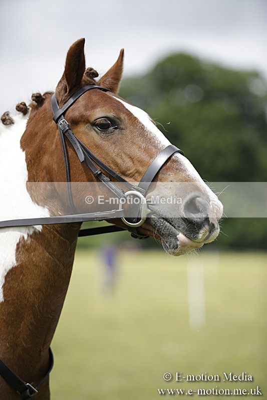 BVR160717-1915 - Ring 1 BVRC Show 16/07/17