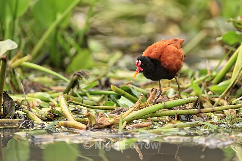 Wattled Jacana foraging, Corixo Negro, Mato Grosso, Brazil - Wattled Jacana
