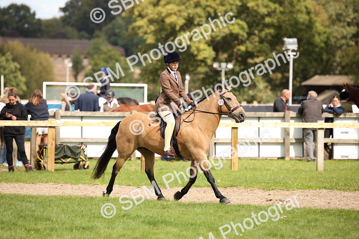 SBM_42336 - S13 - Pony Club Pony