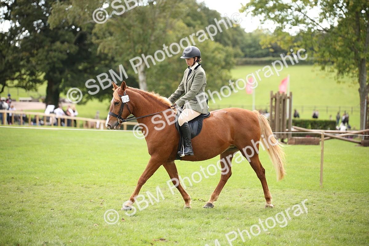 SBM_42370 - S13 - Pony Club Pony