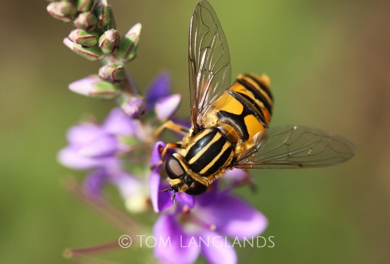 Hoverfly - Macro