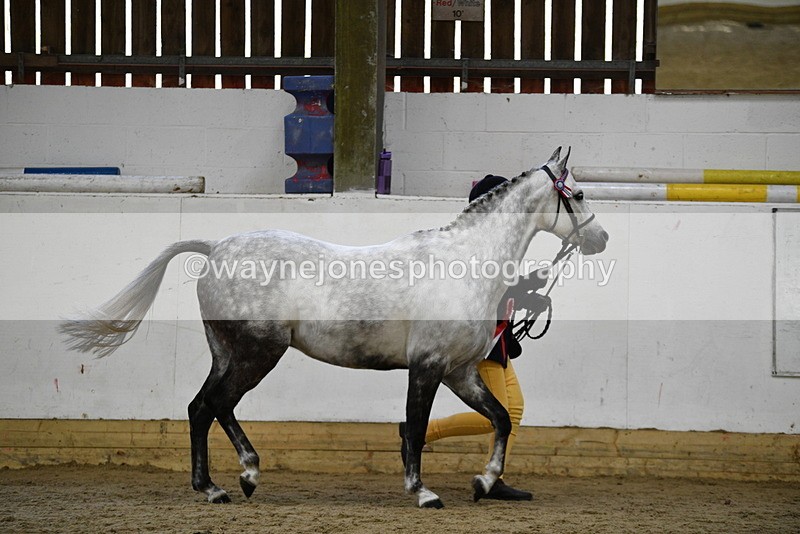WJ5_5735 - Morning in hand Championship