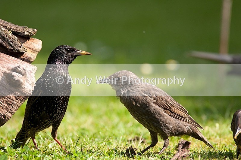 20090529-004 - Starlings