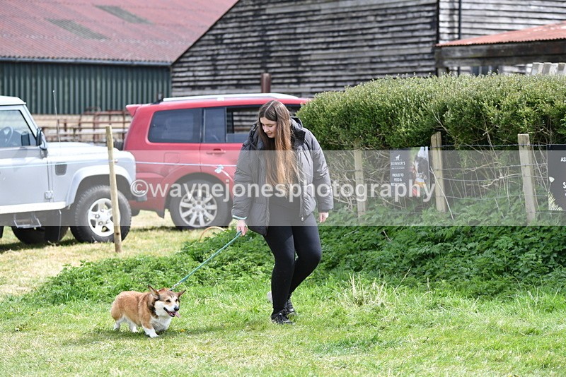 WJ5_9613 - Class 3 Most Handsome Dog