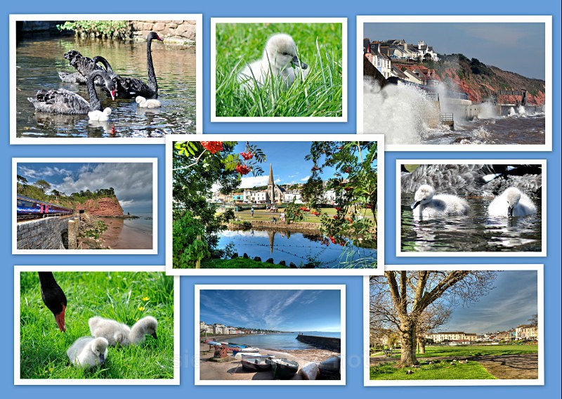 DW14  Dawlish Collage card with black swans and cygnets - Greetings Cards Dawlish