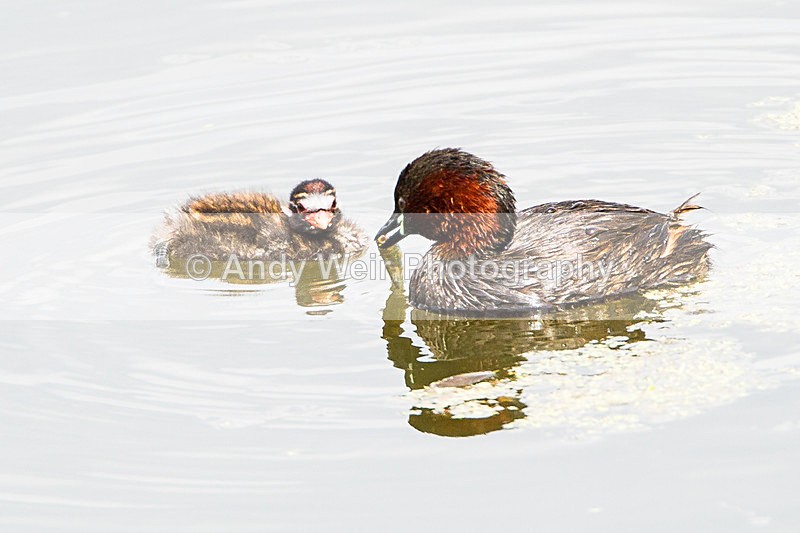 20140712-_MG_6650 - Gt. Crested & Little Grebes