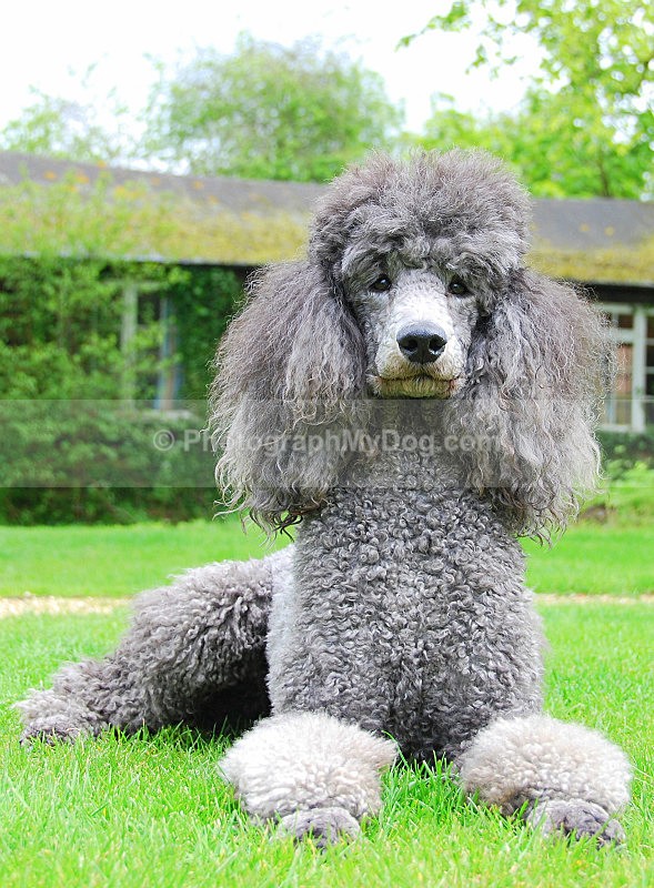  - Poodles