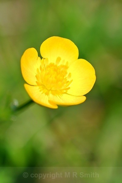 Golden Buttercup - MACRO & CLOSE UPS
