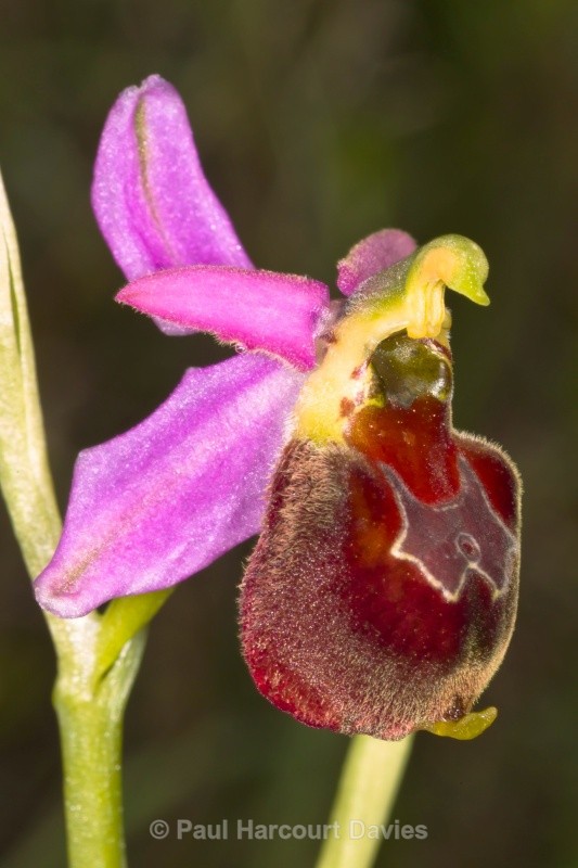 hybrid hornet x early spider ophrys (Ophrys crabronifera x O.spegodes = O. x Camusii) - Orchids - Ophrys