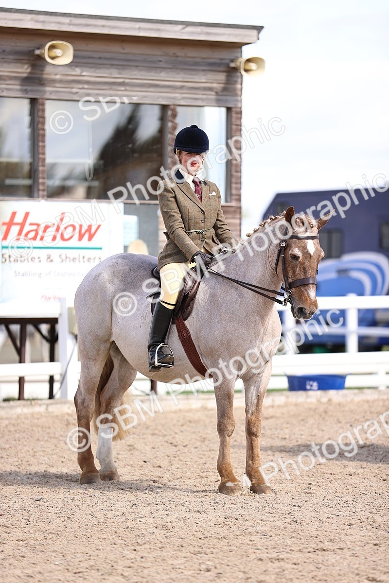 SBM_14401 - Class 412 - Handsomest Gelding (IH or Ridden)Adult