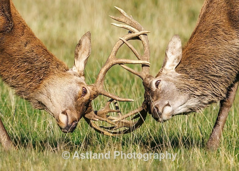 Astland Photography, Bird and Wildlife Images, Susan and Peter Wilson, U.K.