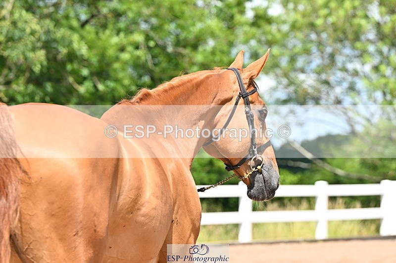 240718A-105248-01181 - Trot Up 12pm to 1pm