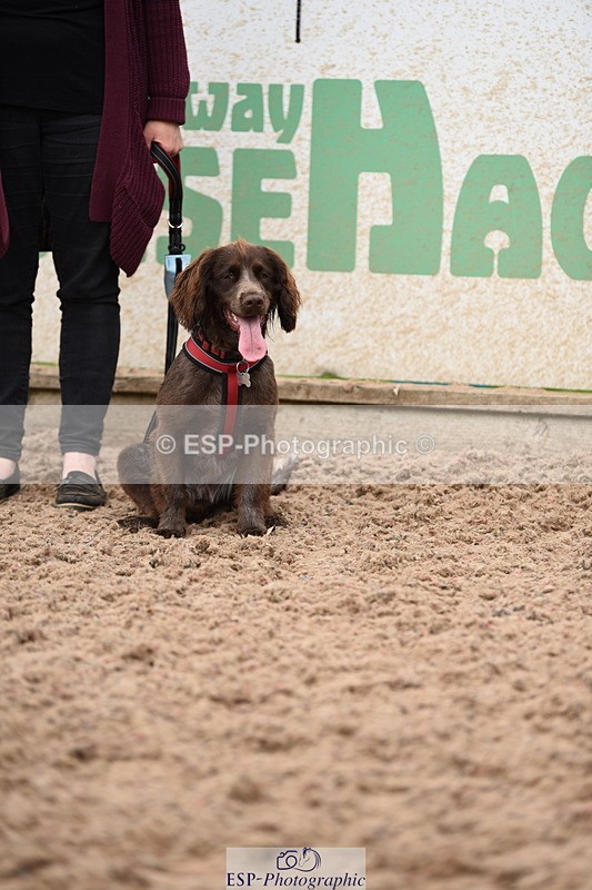240518A-121142-01120 - Cls 3 Handsomest Dog