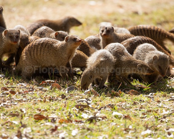 Africa-15 - African Wildlife