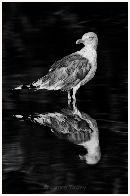 Bedraggled Herring Gull  - Latest Work