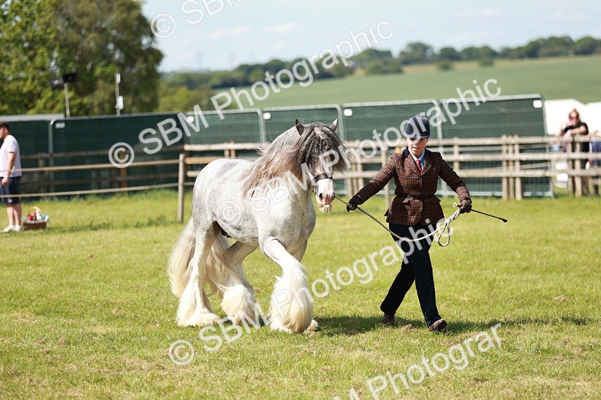 SBM_08576 - Class 63-65 - Traditional Gypsy Cobs In Hand & Ridden
