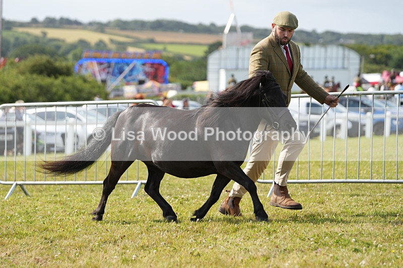 DSC05231 - Class 49: NPS Shetland 4 years and over