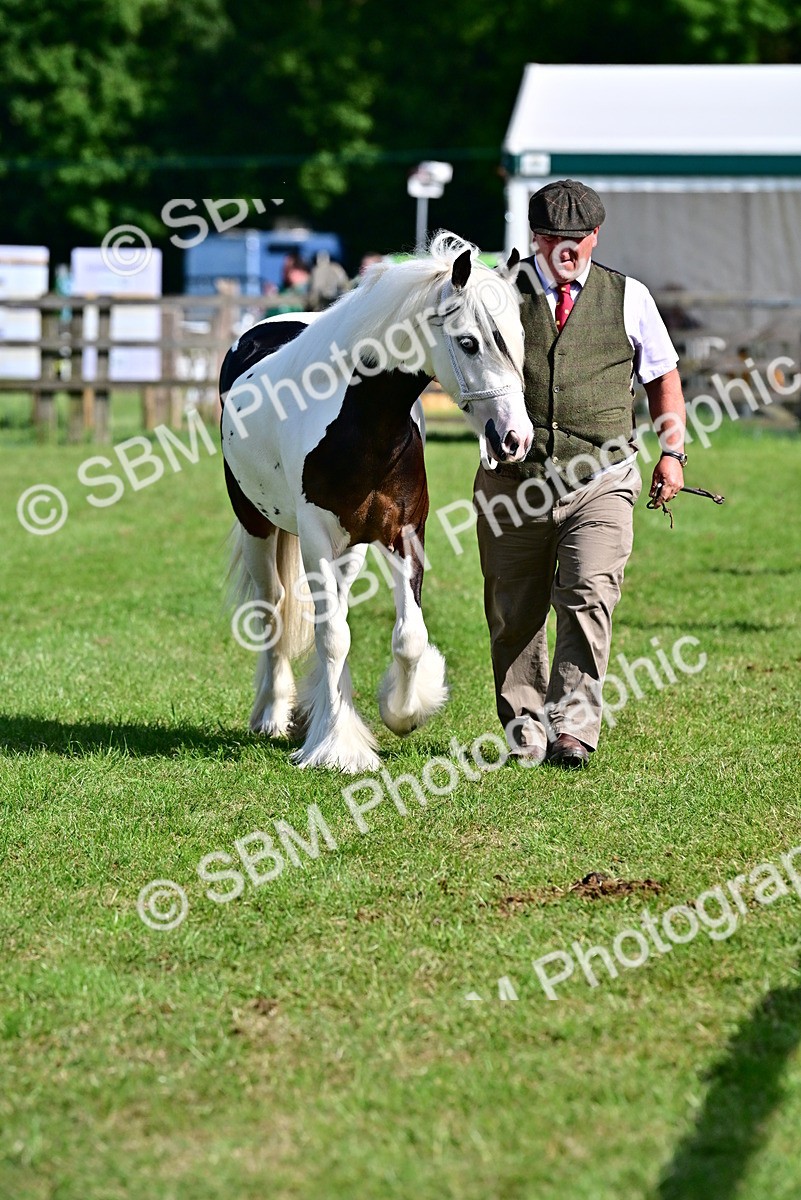 SBM_09996 - Class 63-65 - Traditional Gypsy Cobs In Hand & Ridden