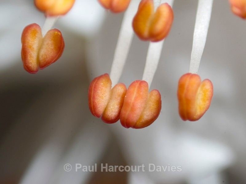 Blackthorn (Prunus spinosa) flower details - Ten Metres from Home 2021