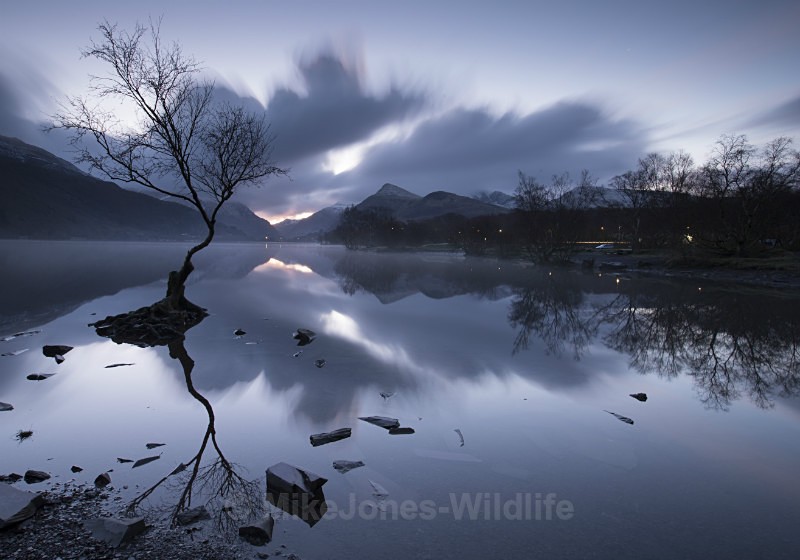 Lone tree, Llyn Padarn, Llanberis, North Wales - ANGLESEY @ NORTH WALES LANDSCAPE PHOTOGRAPHY