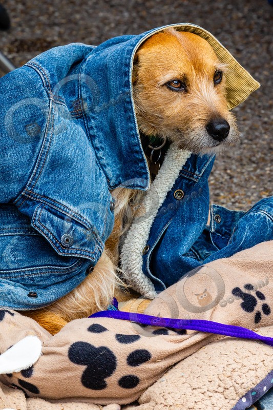 dog-0202 - Pet Photography
