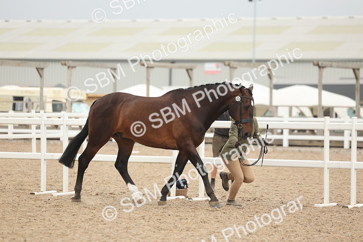 SBM_19806 - Class 318 - IH Part Bred Horse-Pony
