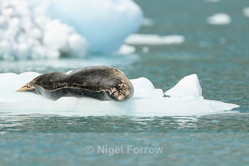 Common Seal outstretched on ice floe, Surprise Glacier, Alaska - Seal