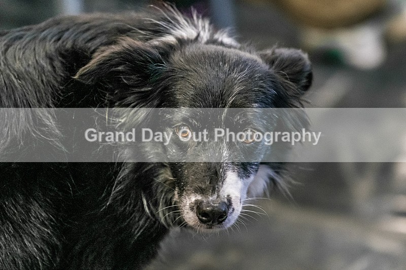 BB Kong-8 - BB Kong Fell Race Saturday 15th February 2025