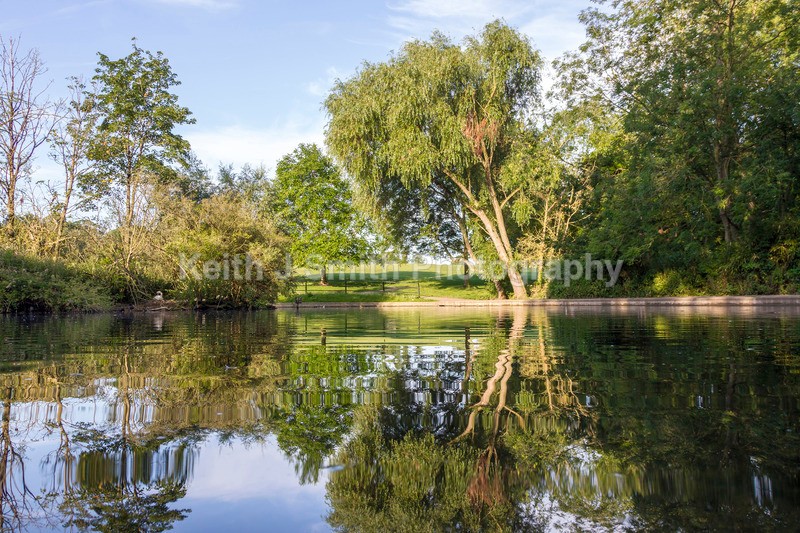 1KJS0571 - Trees in Abington Park