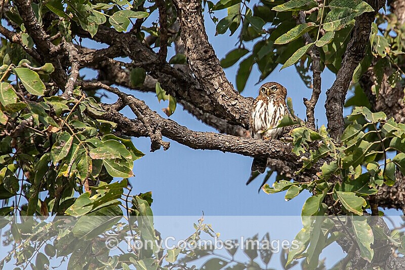 Pearl-spotted Owlet - The Gambia