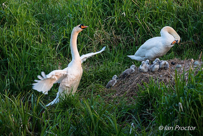 Swan & Cygnets - Returning to the nest 4 - Nature