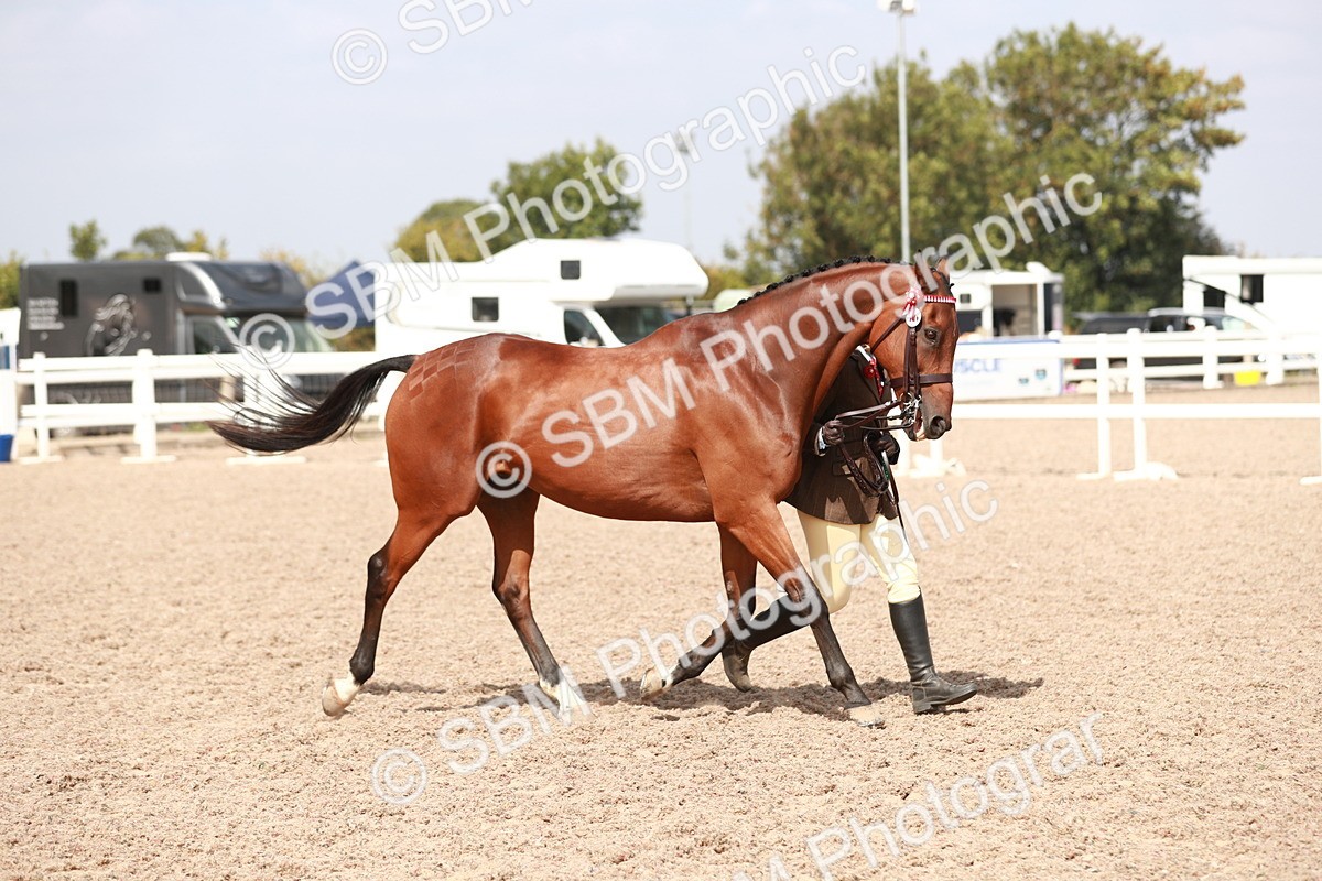 SBM_13311 - Class 208 IH Veteran Horse