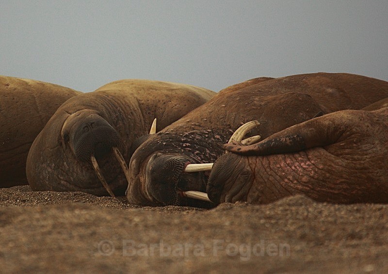 Walrus 9484 - Wildlife