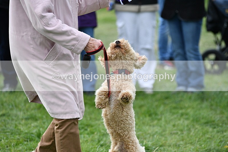 WJ5_9438 - Class 1 Best Cross Breed / Heniz 57