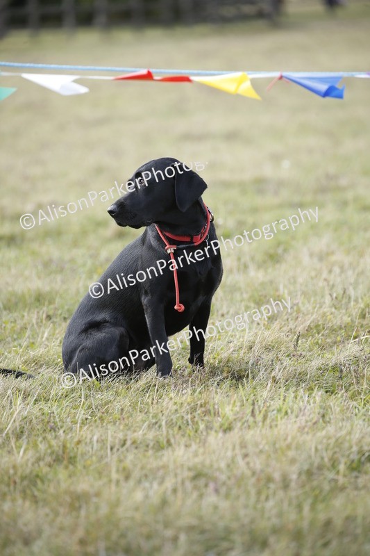 20250831-3909 - Dog Show