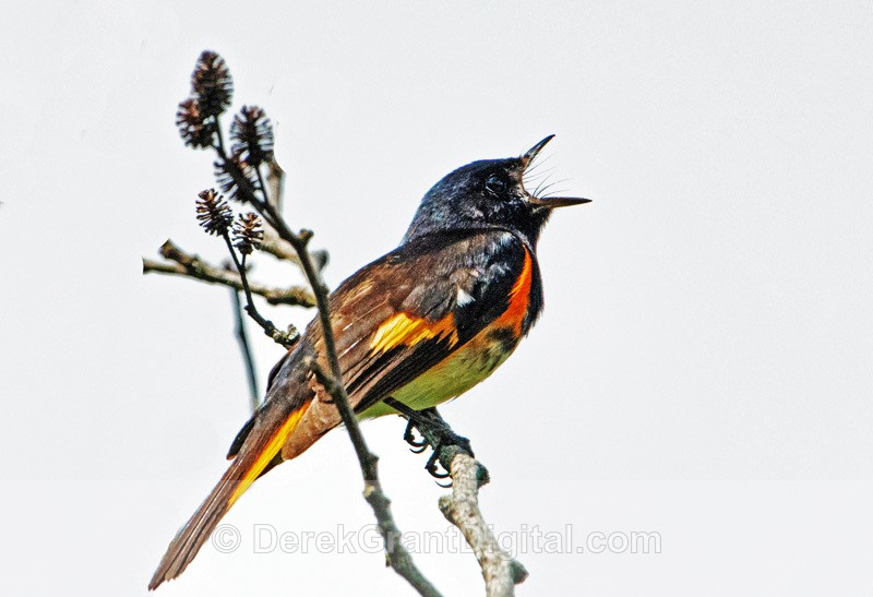American Redstart Setophaga ruticilla Breeding Male - Birds of Atlantic Canada