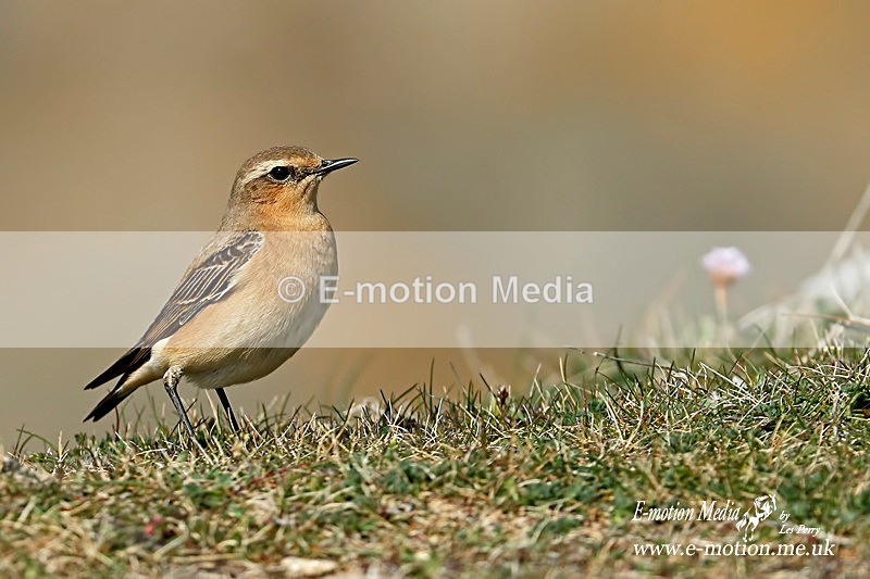 Wheatear F 220415 20a - Nature