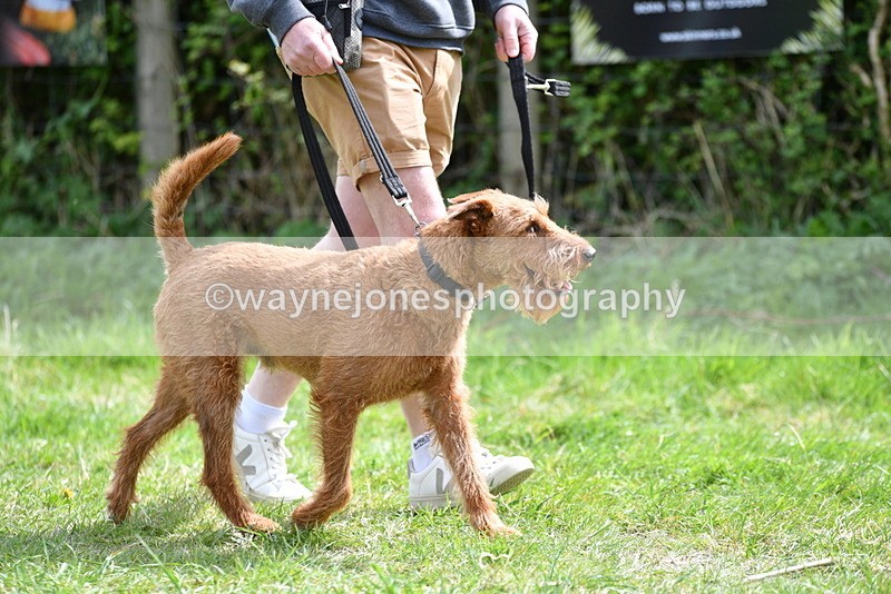 WJ5_9643 - Class 3 Most Handsome Dog