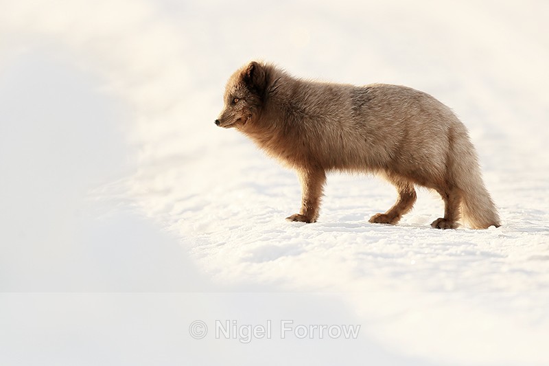 Arctic Fox (dark) standing still, Svalbard, Norway - Arctic Fox