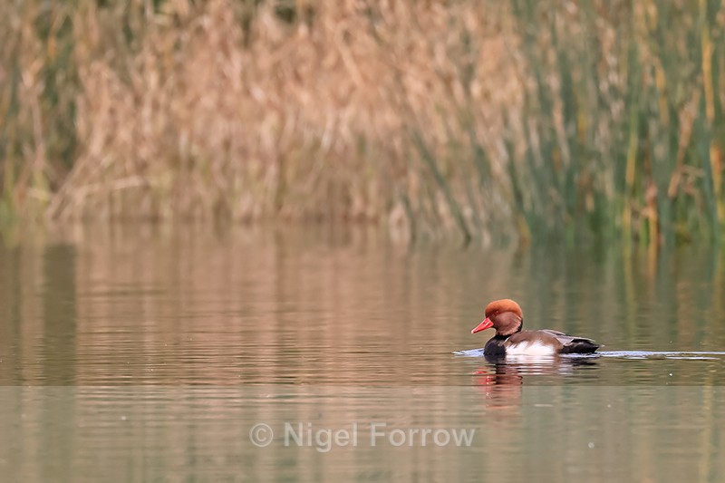 Red-crested Pochard (male), Tar Lakes, Oxfordshire - Red-crested Pochard