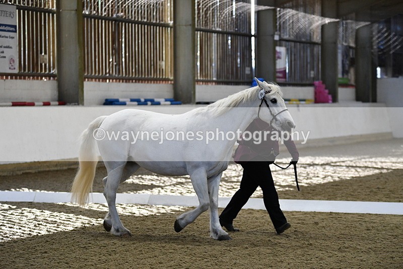 WJ5_3705 - Class 5 In Hand Veterans